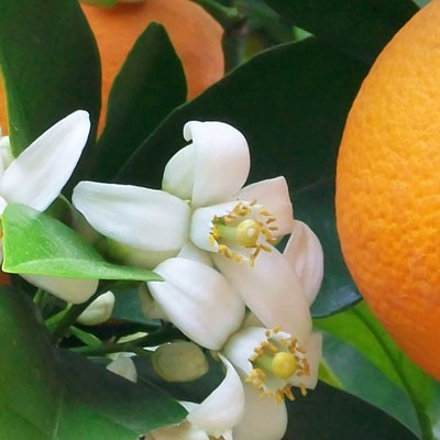 Fragrance: Orange Blossom